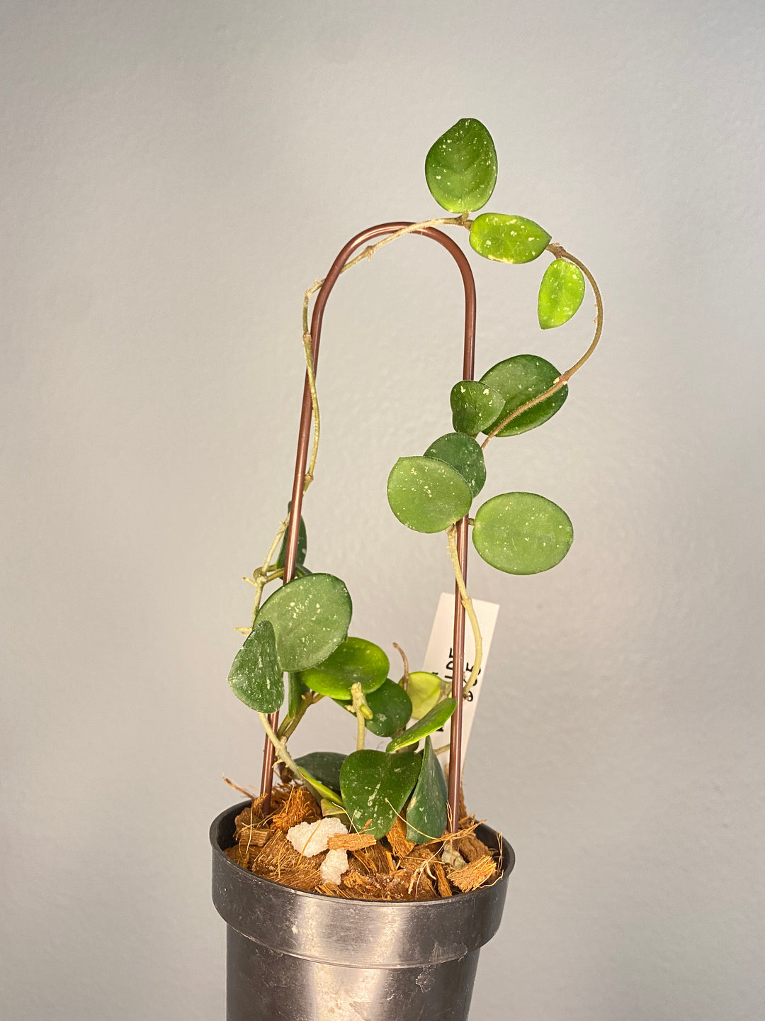 Hoya 'Mathilde' plant in a pot with a trellis, showing healthy green leaves.