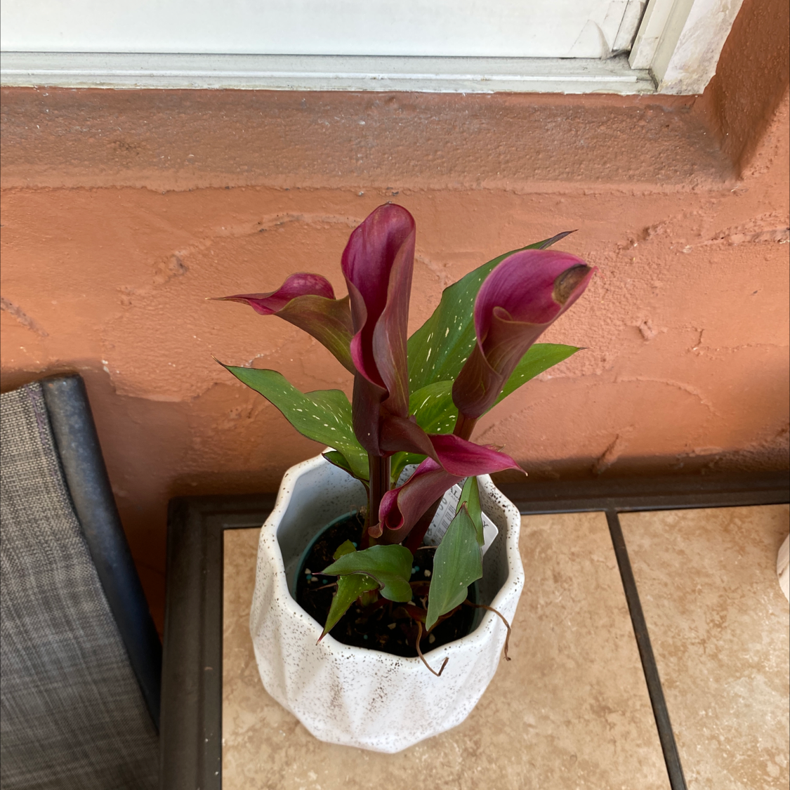 Healthy burgundy Calla Lily plant with glossy green leaves in a white pot on a tiled floor in front of a doorway.