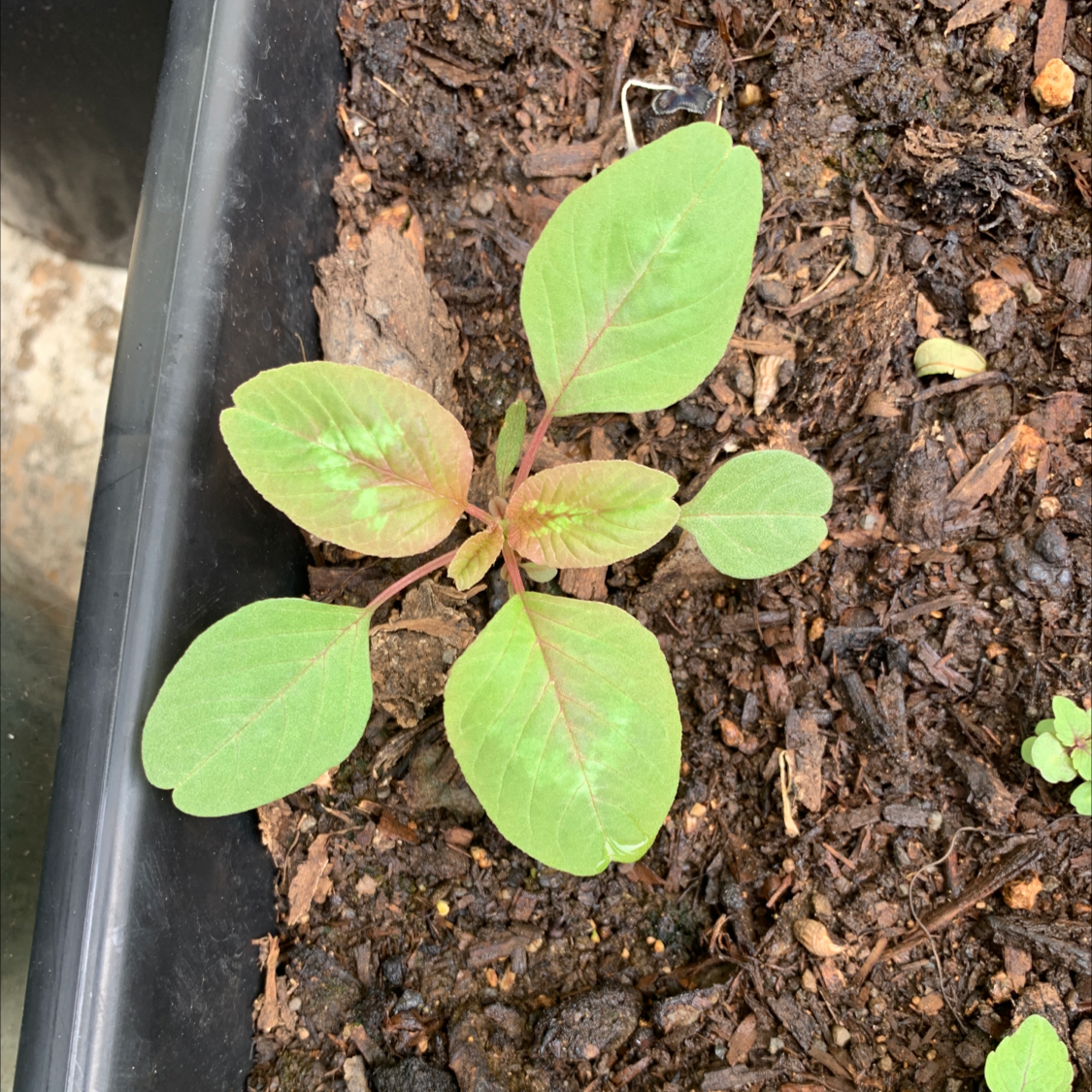 Photo of the plant species Willow-leaf amaranth by @CherishedMelon named Your plant on Greg, the plant care app