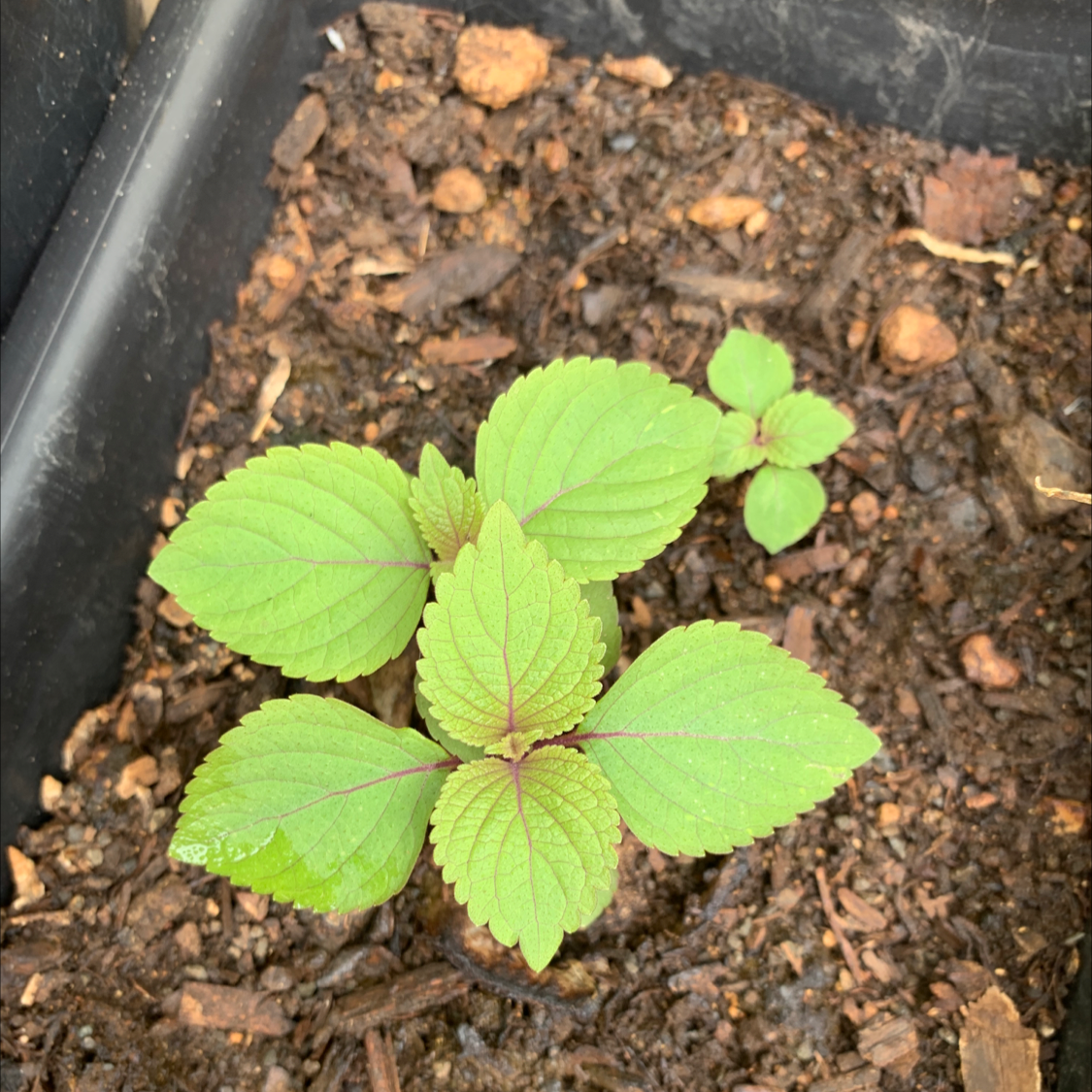 Young Beefsteak Plant with green leaves and purple stems in soil.
