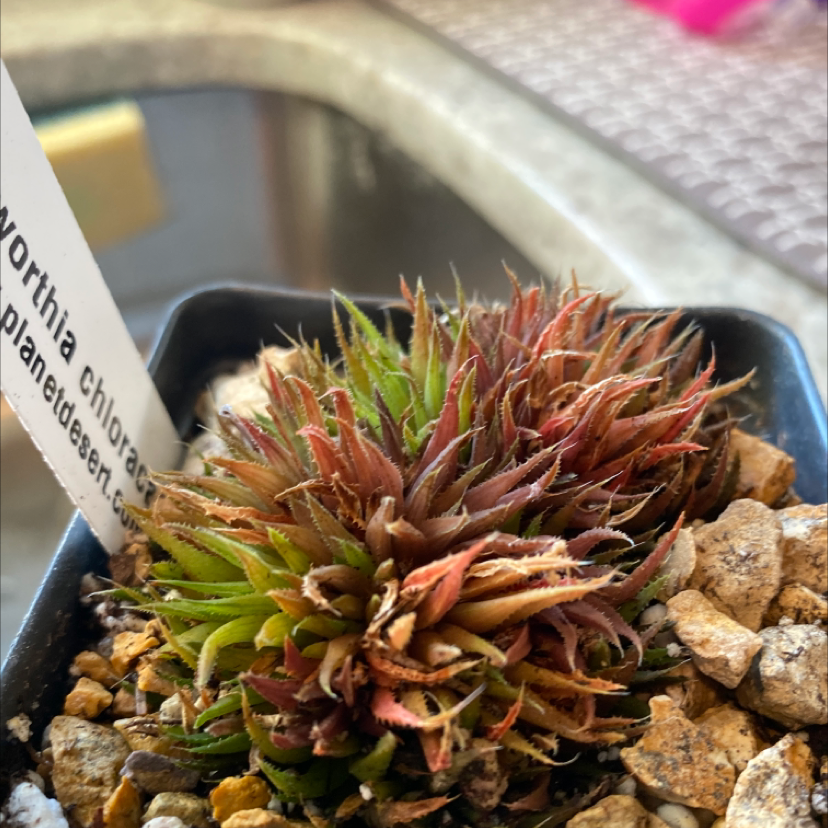 Photo of the plant species Haworthia chloracantha by Amanda named Your plant on Greg, the plant care app