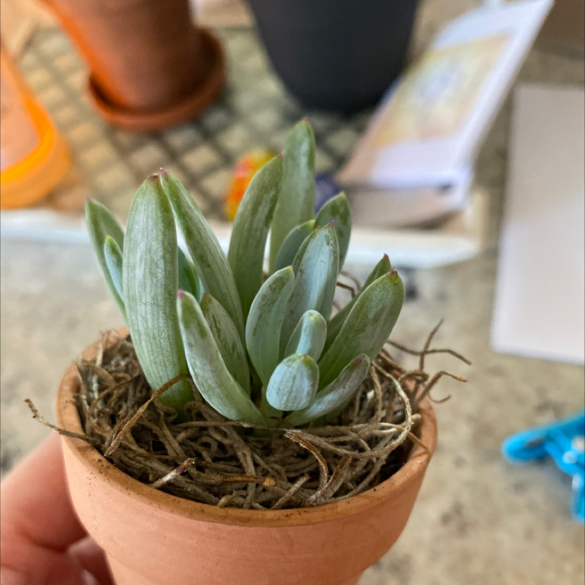 Narrow-Leaf Chalk Sticks plant in a small pot, held by a hand, with household items in the background.