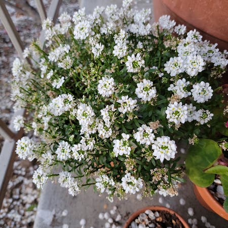 Photo of the plant species Candytuft by Ultimatetutsan named Candy on Greg, the plant care app