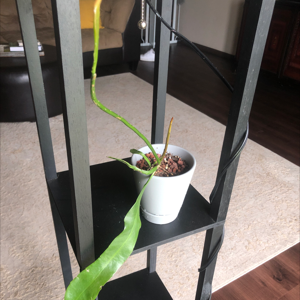 Photo of the plant species night-blooming cereus by @TopChichipe named Luna on Greg, the plant care app