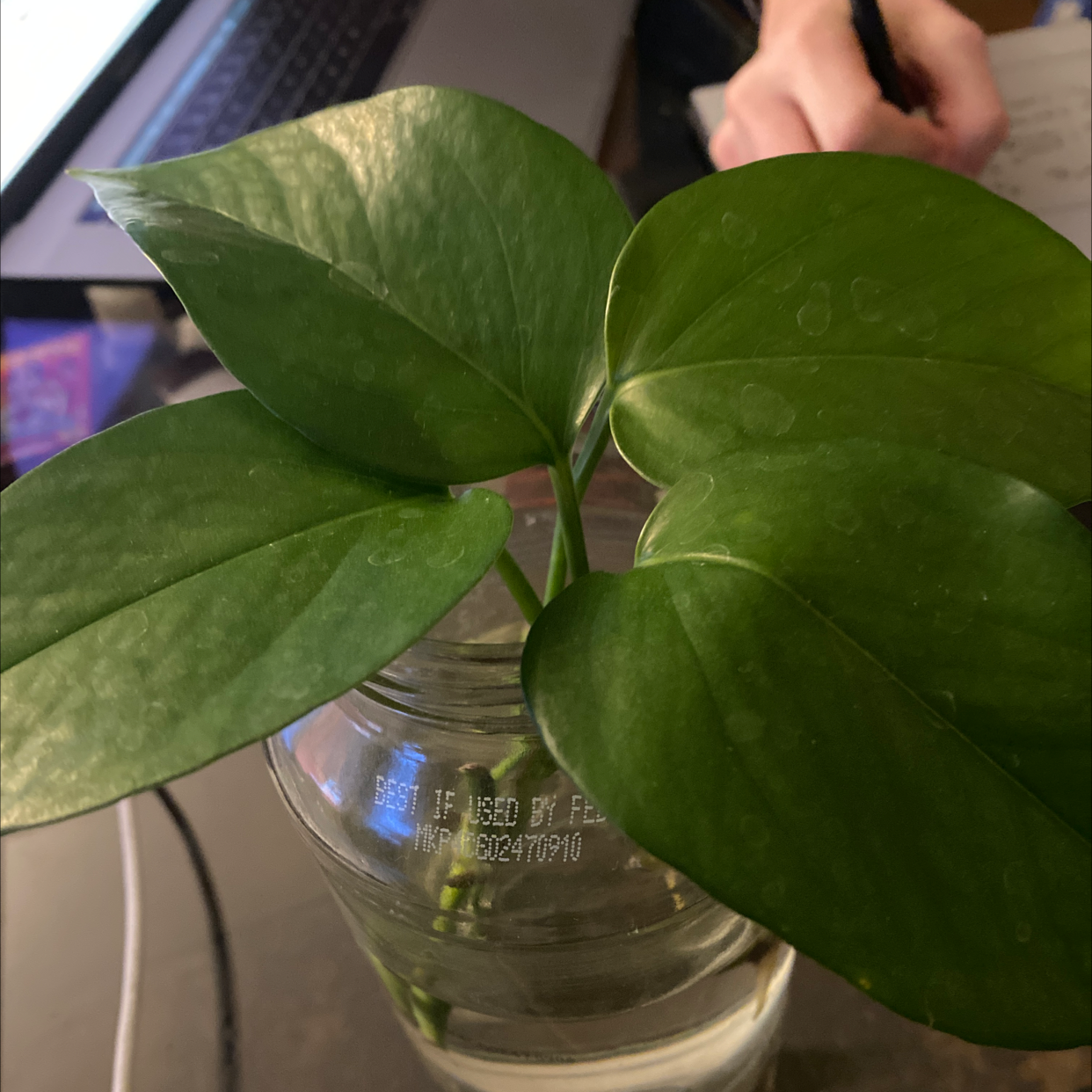 Taro Vine plant photo by @Cfletchjr named Patricia on Greg, the plant care app.