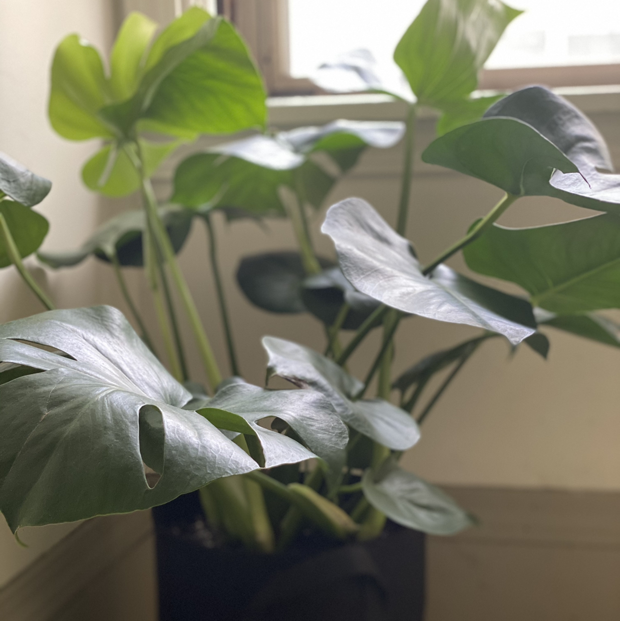 Monstera plant photo by @Cfletchjr named Frankenstien’s Monstera on Greg, the plant care app.