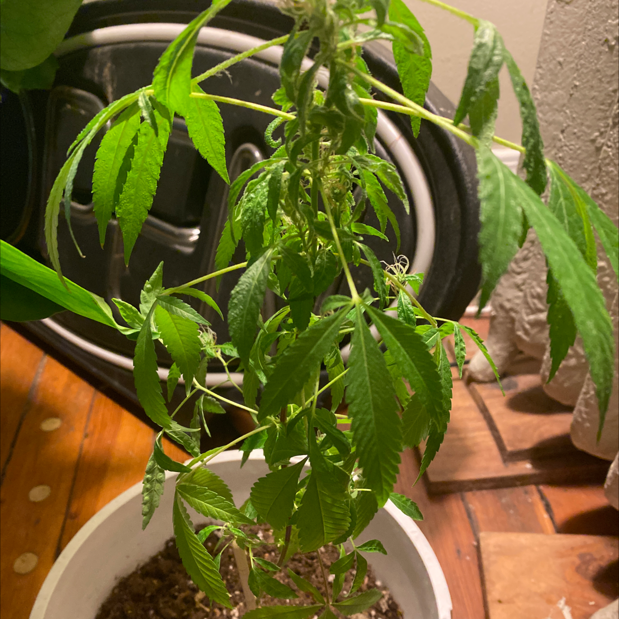 Marijuana plant photo by @Cfletchjr named Harold on Greg, the plant care app.
