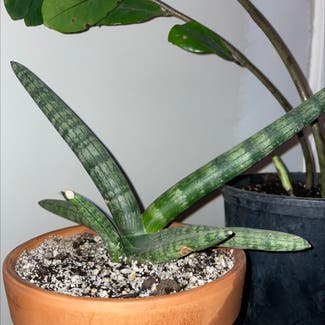 sansevieria plant in Indianapolis, Indiana