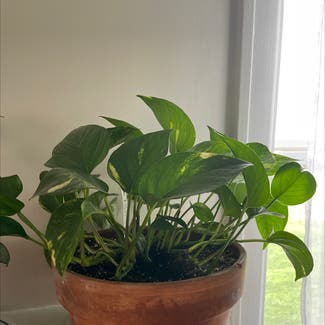Golden Pothos plant in Indianapolis, Indiana