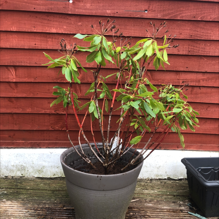 Photo of the plant species Purple Splendour Rhododendron by @YouthfulPecan named Happy bush on Greg, the plant care app