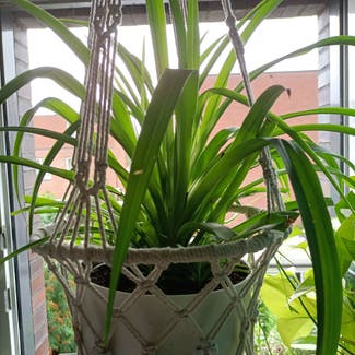 spider plant plant in Amsterdam, Noord-Holland