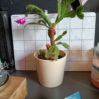 Christmas Cactus plant in Amsterdam, Noord-Holland