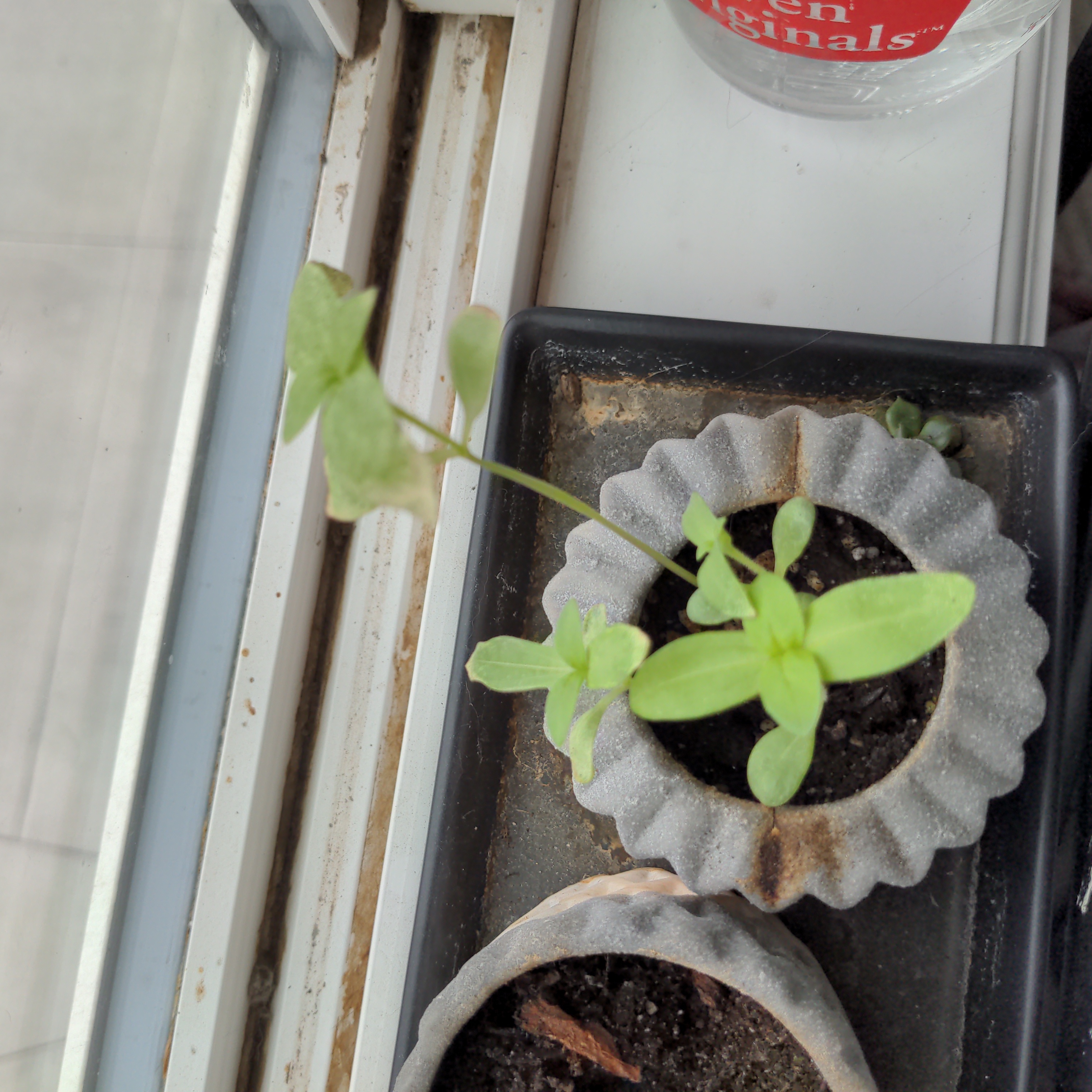 Common Chickweed plant in a pot near a window, with visible soil and healthy green leaves.