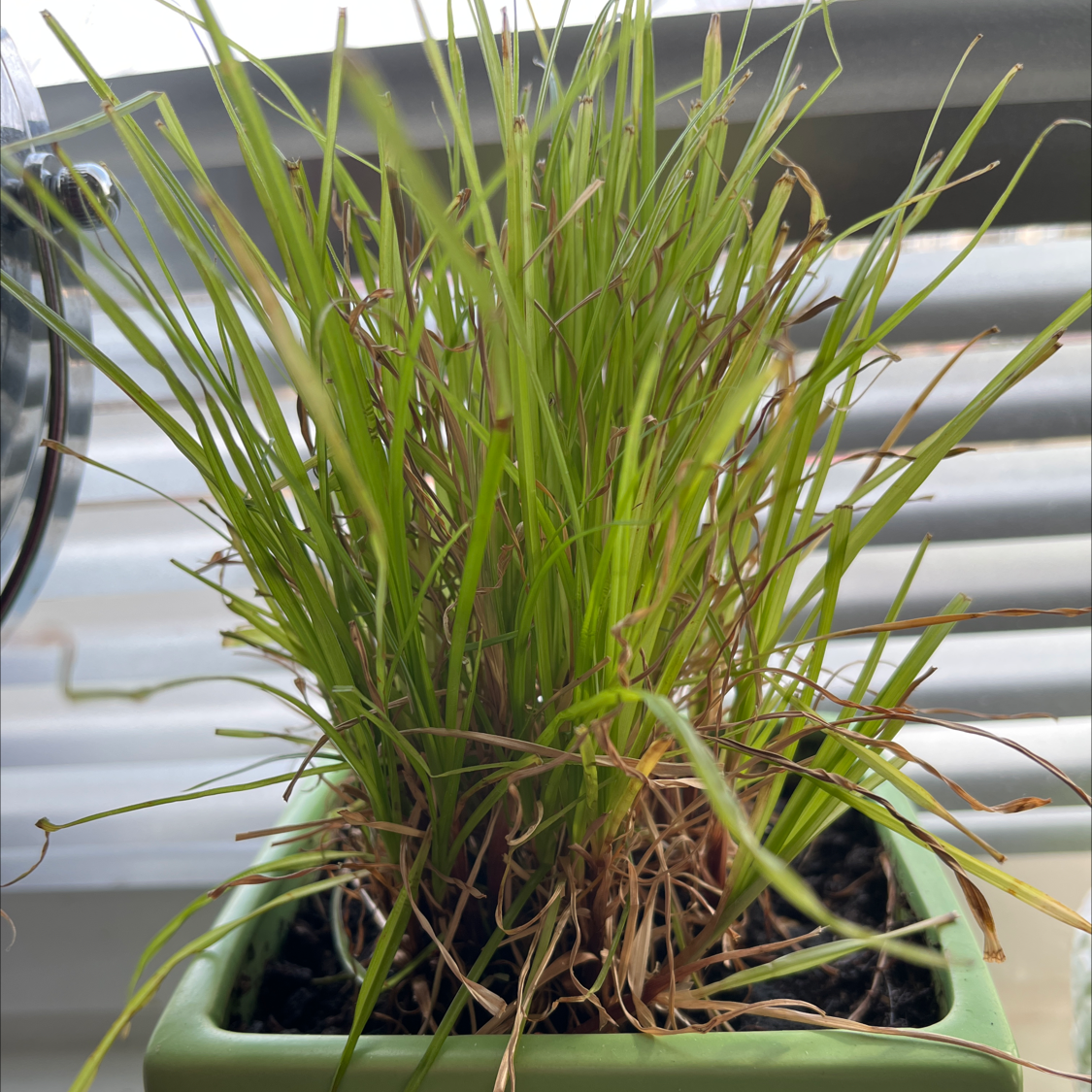 Photo of the plant species Zumula Cat Grass by @DeftElkantlers named Osoca on Greg, the plant care app