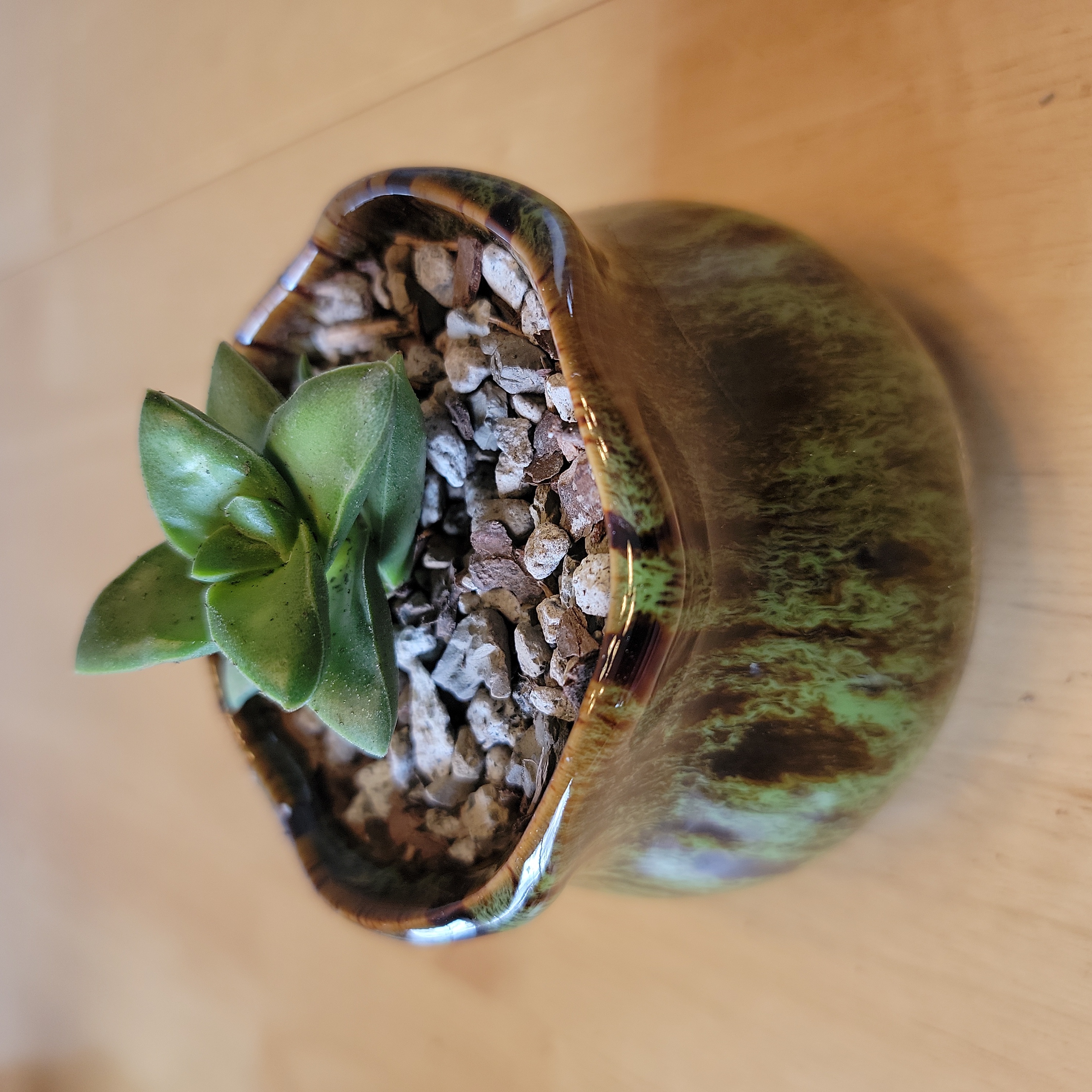 Crassula 'Springtime' succulent in a ceramic pot with visible soil and pebbles.