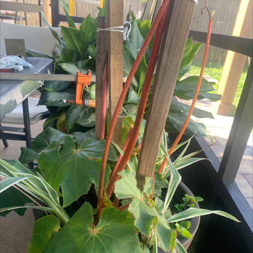 Photo of the plant species Begonia heracleifolia by @FunBreadnut named Your plant on Greg, the plant care app