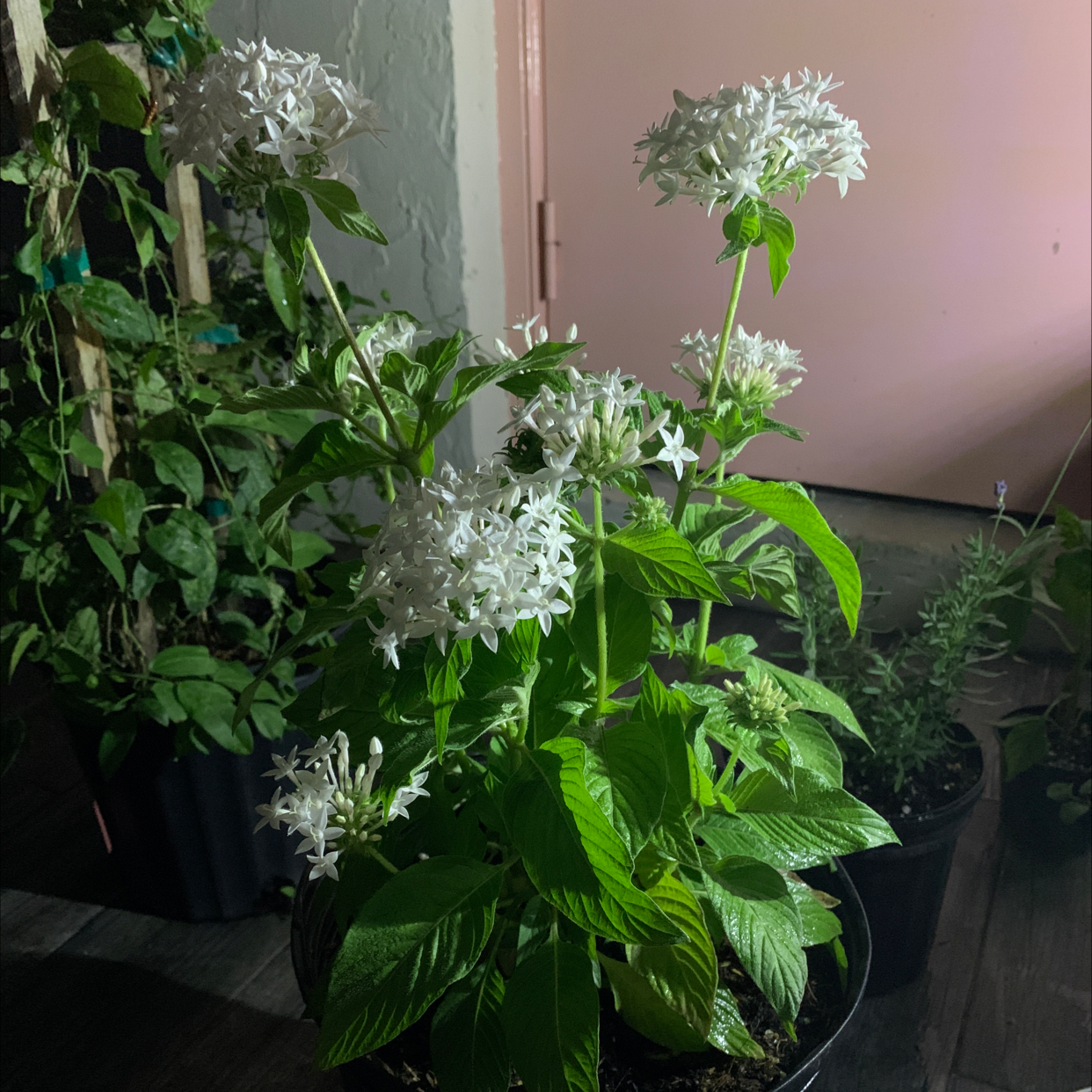 Egyptian Starcluster plant with white flowers and vibrant green leaves in a pot.