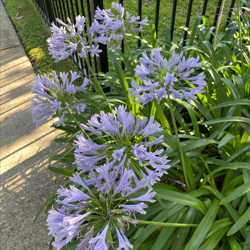 Blue Lily plant with clusters of blue-purple flowers in a garden setting.