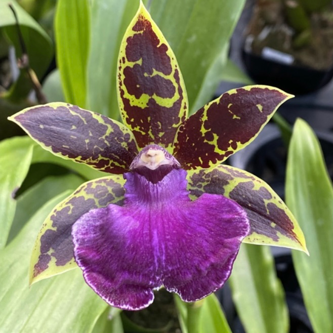 Photo of the plant species Bertoloni's Bee Orchid by @UniqueChilli named Zygopetalum on Greg, the plant care app