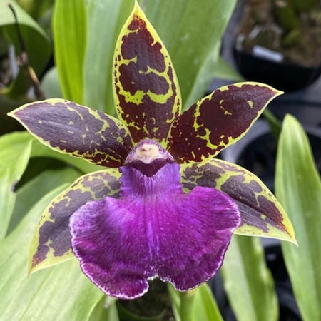Photo of the plant species Bertoloni's Bee Orchid by Uniquechilli named Zygopetalum on Greg, the plant care app