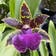 Calculate water needs of Bertoloni's Bee Orchid