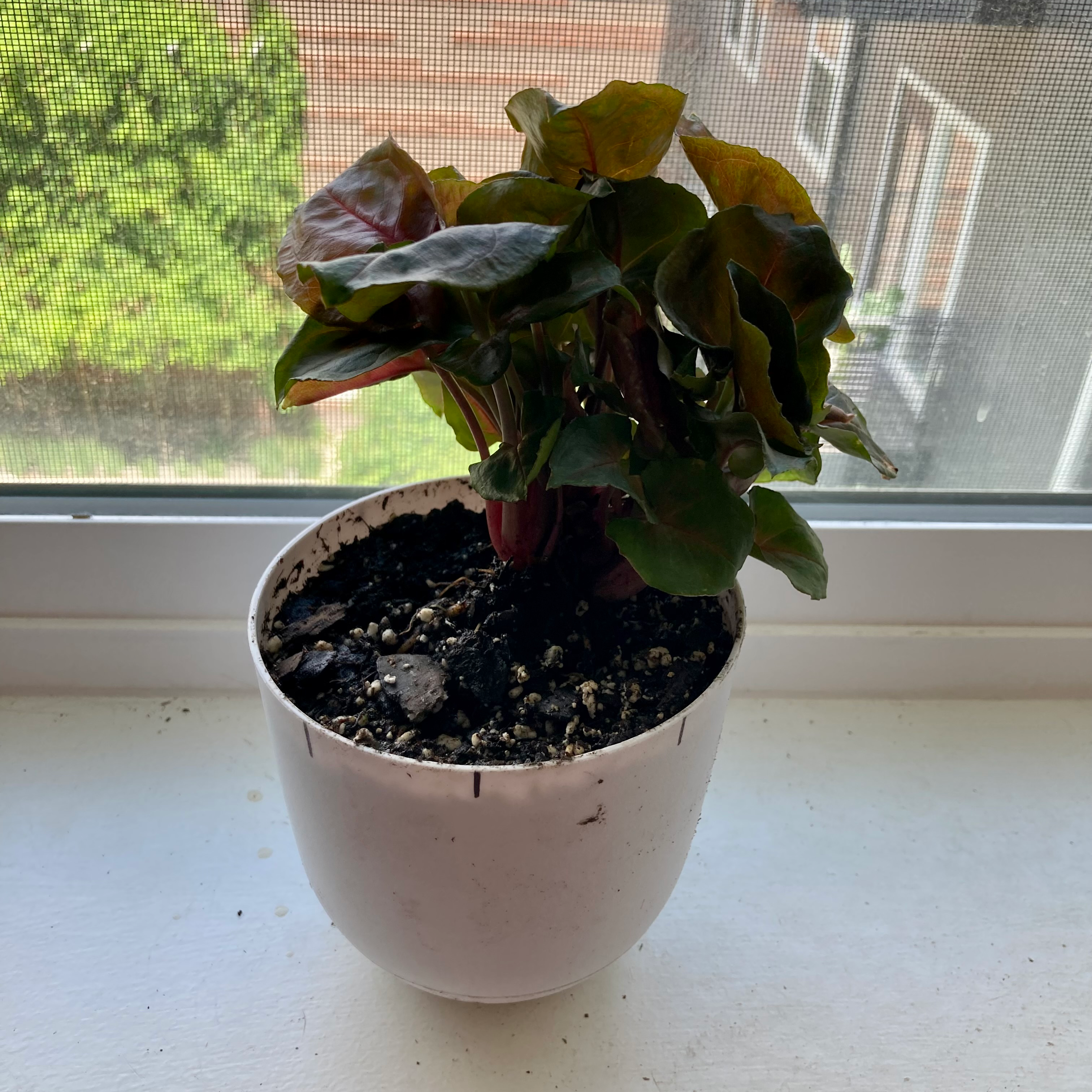 Syngonium 'Maria Allusion' plant in a white pot on a windowsill with some leaf discoloration.