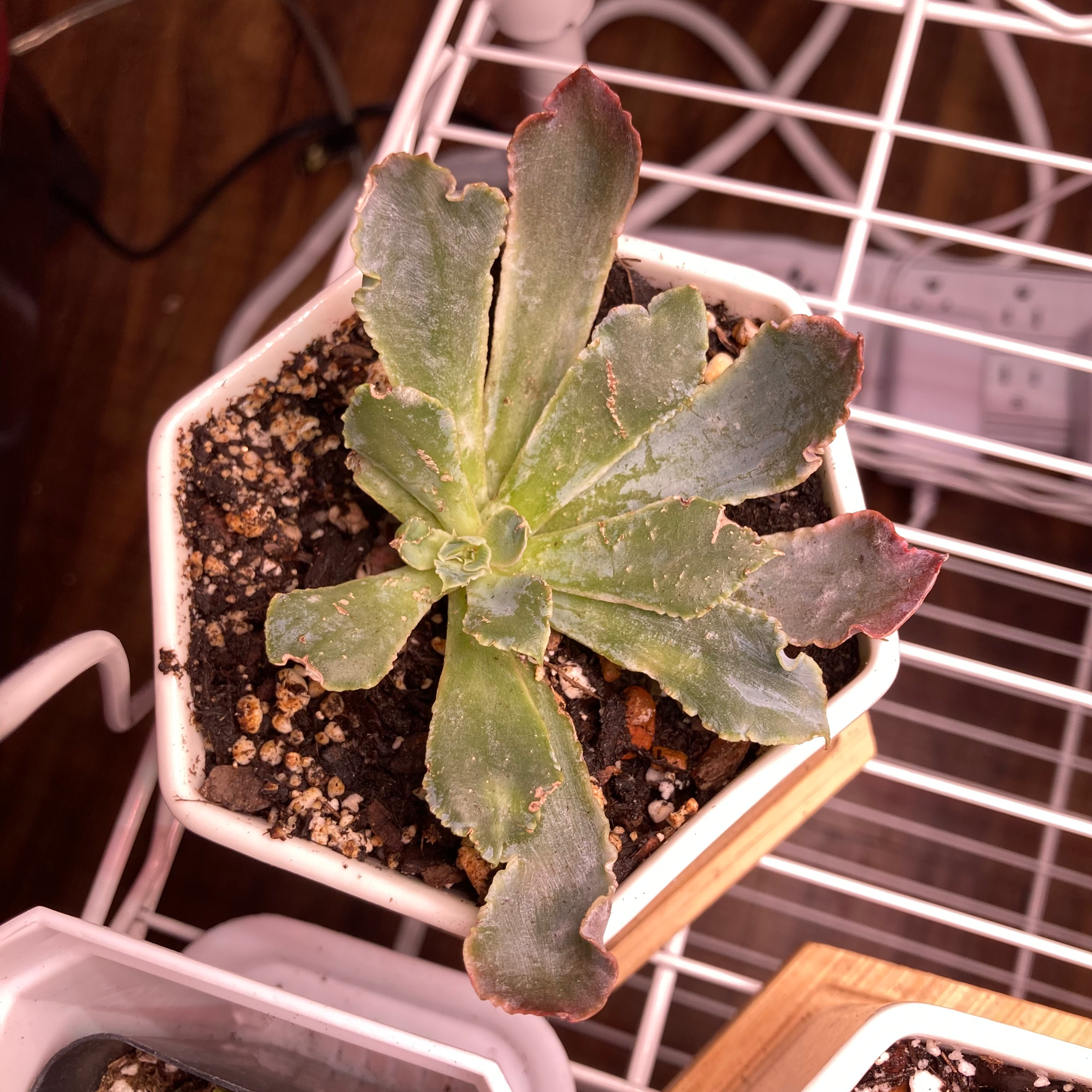 Potted Echeveria 'Neon Breakers' with some browning at leaf edges.
