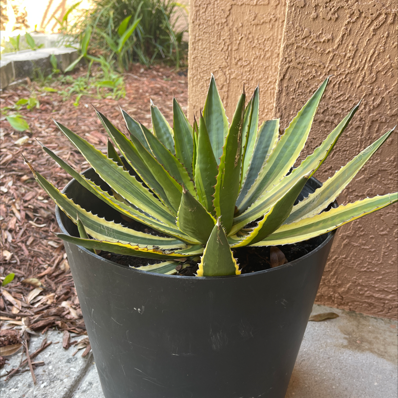 Thorn-Crested Century Plant in a black pot with green leaves and yellow edges.