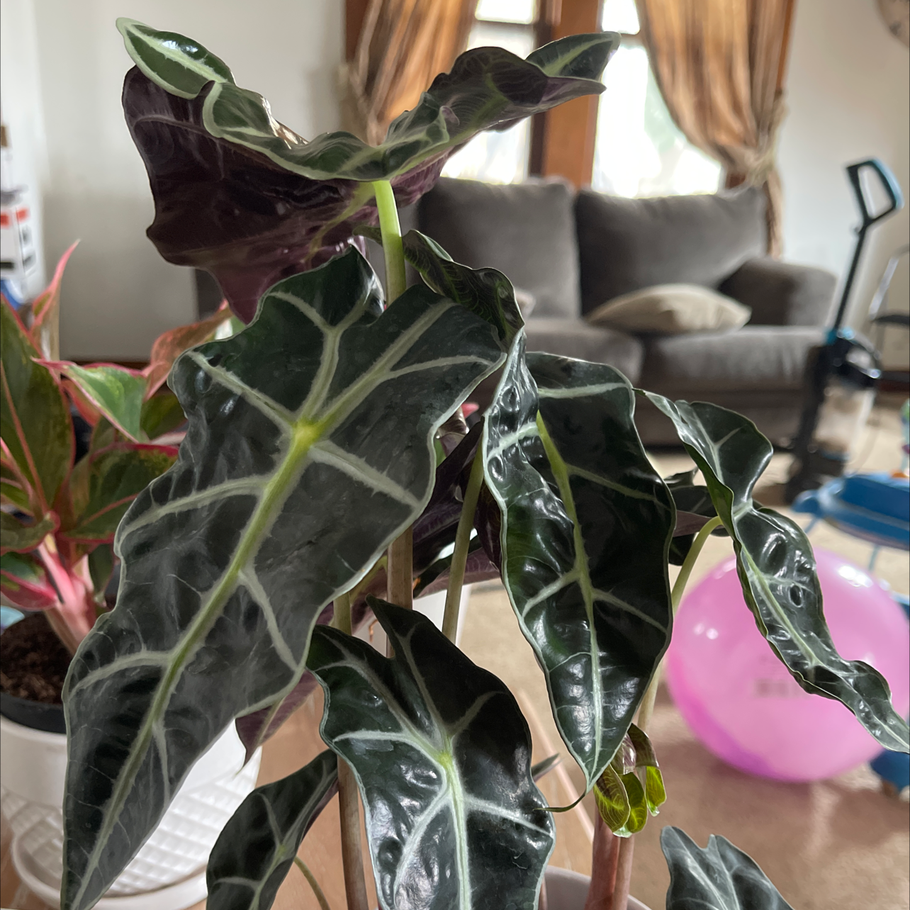 Alocasia Amazonica 'Polly' plant with dark green leaves and white veins indoors.