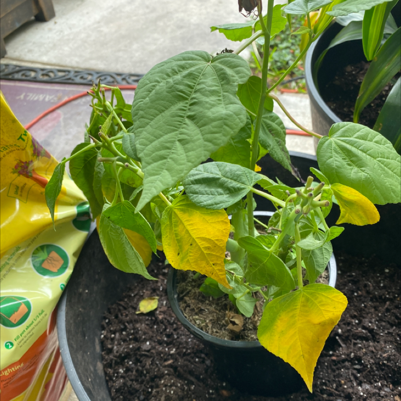 Potted Velvetleaf plant with some yellowing leaves, well-framed and centered.