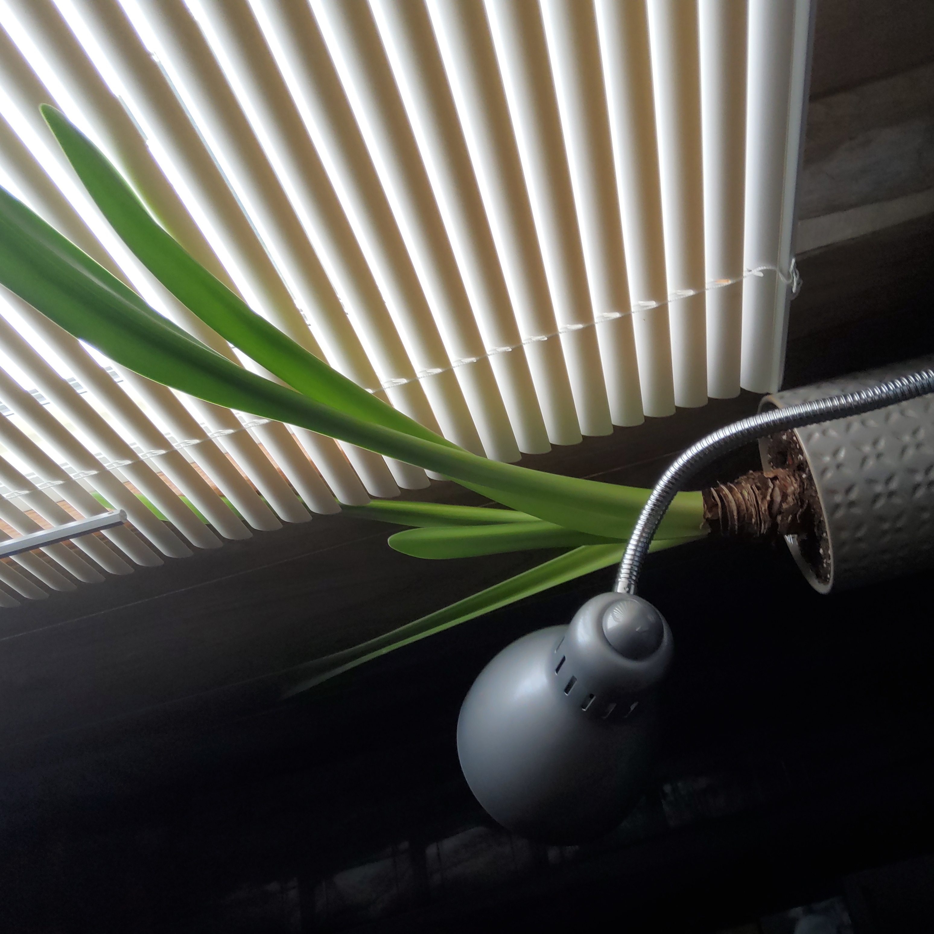 Hippeastrum 'Red Lion' plant with healthy green leaves near a window with blinds and a lamp.