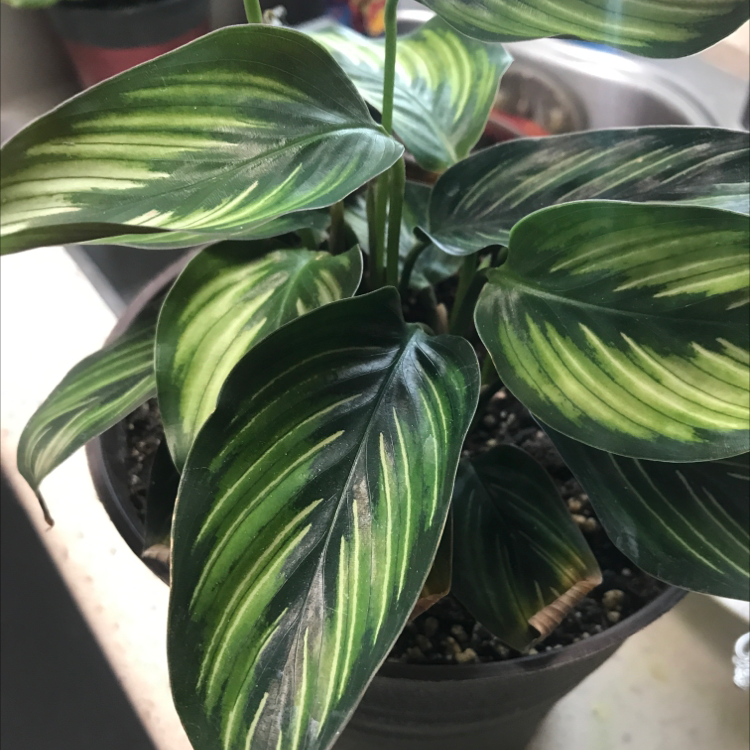Photo of the plant species Pin-Stripe Calathea by @BestCocoplum named Stripes on Greg, the plant care app