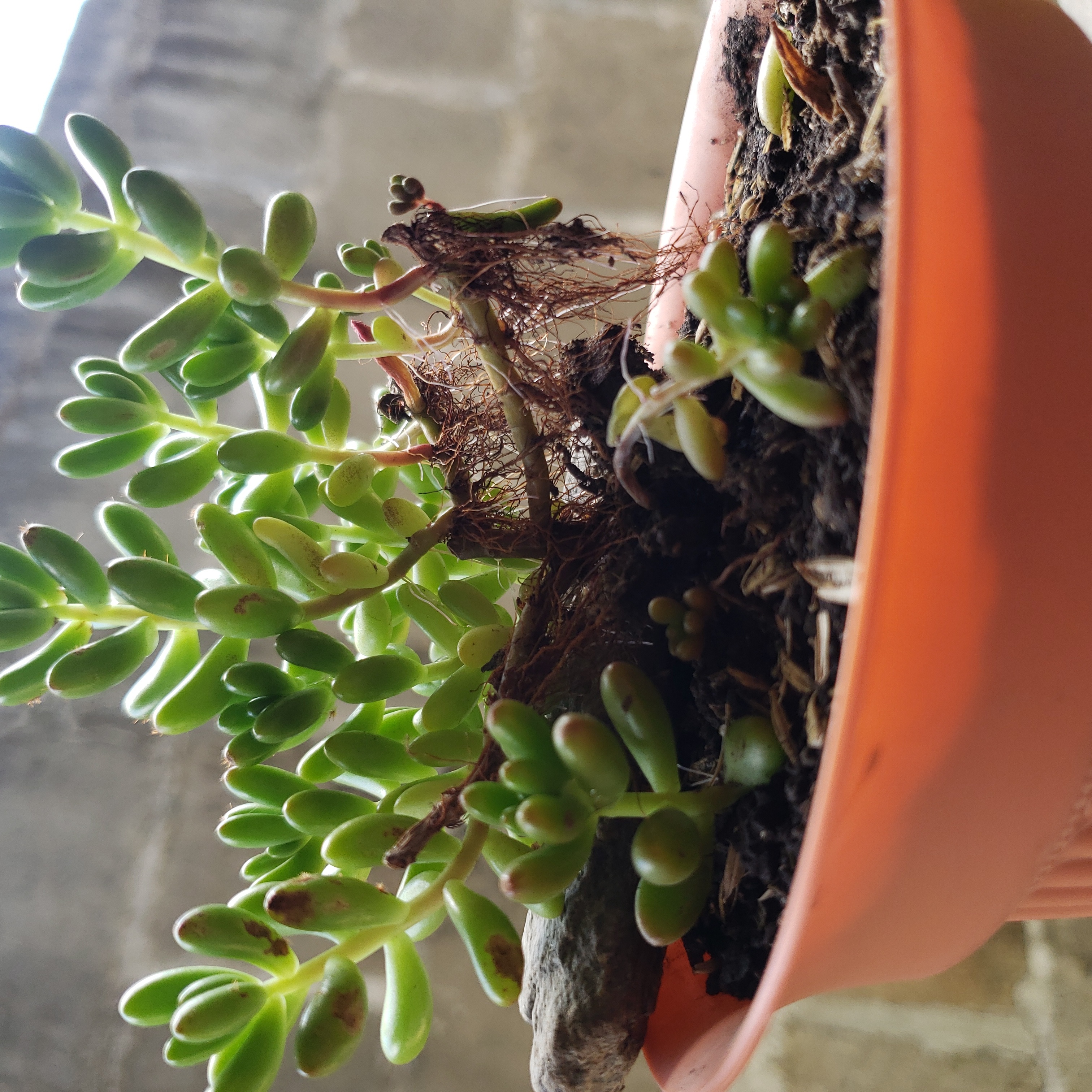Potted Palmer's Sedum with green succulent leaves, visible soil, and healthy appearance.