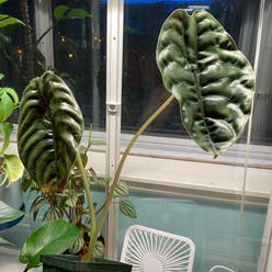 Jewel Alocasia plant