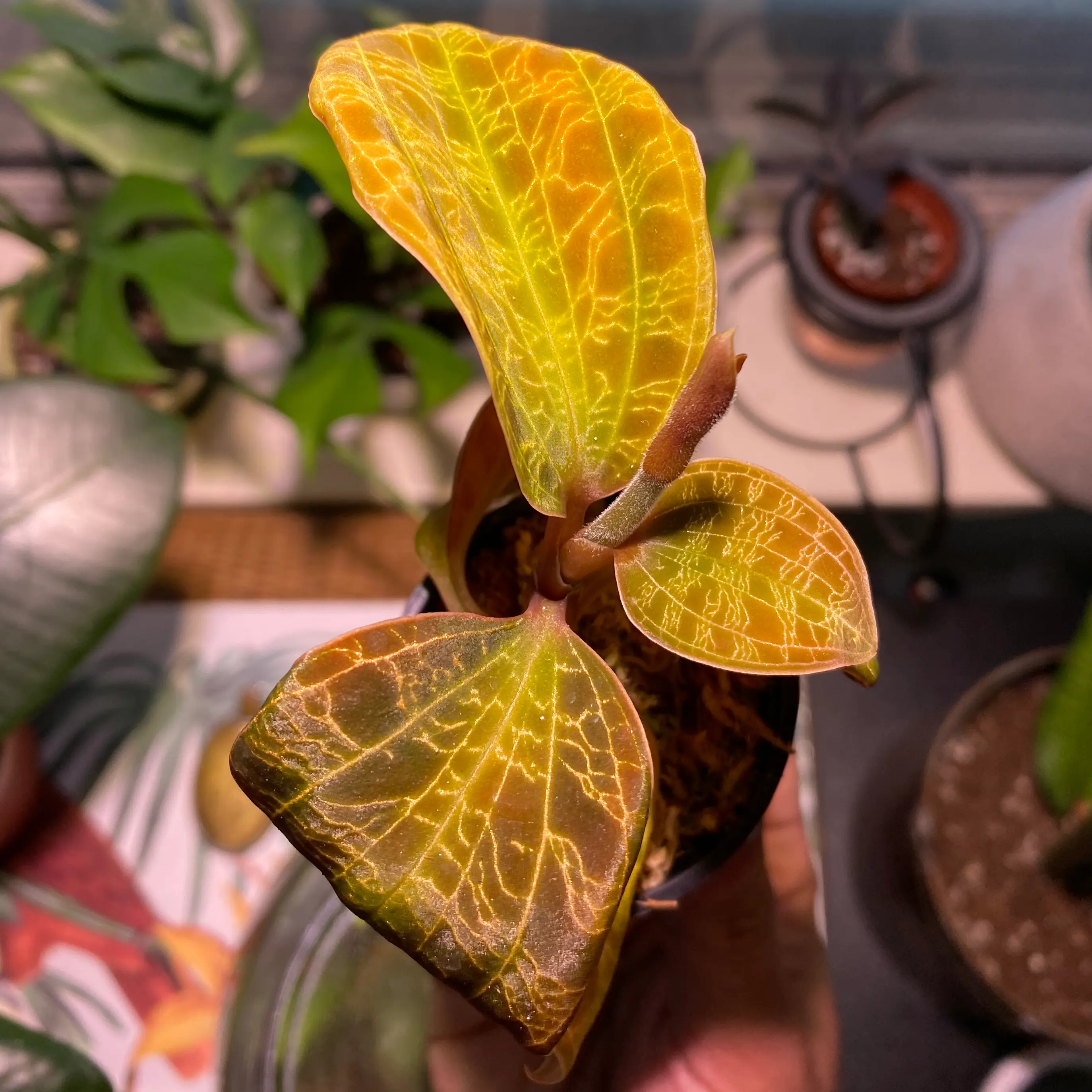 Lightning Bolt Jewel Orchid with distinct veining on leaves, held by a hand.