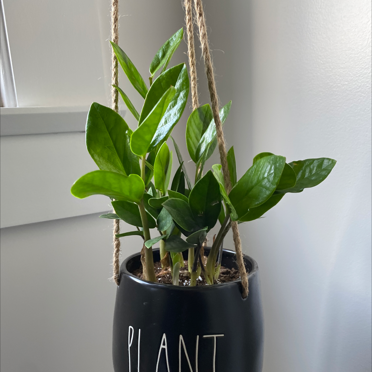 Zamioculcas Zamiifolia plant photo by Inas named ZZ’ on Greg, the plant care app.