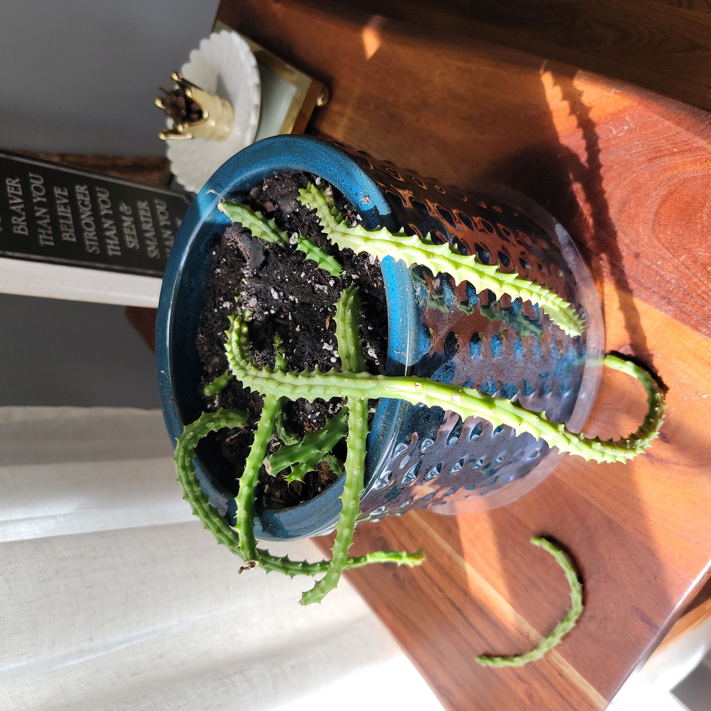 Lifesaver Cactus in a blue pot with visible soil, well-framed and healthy.