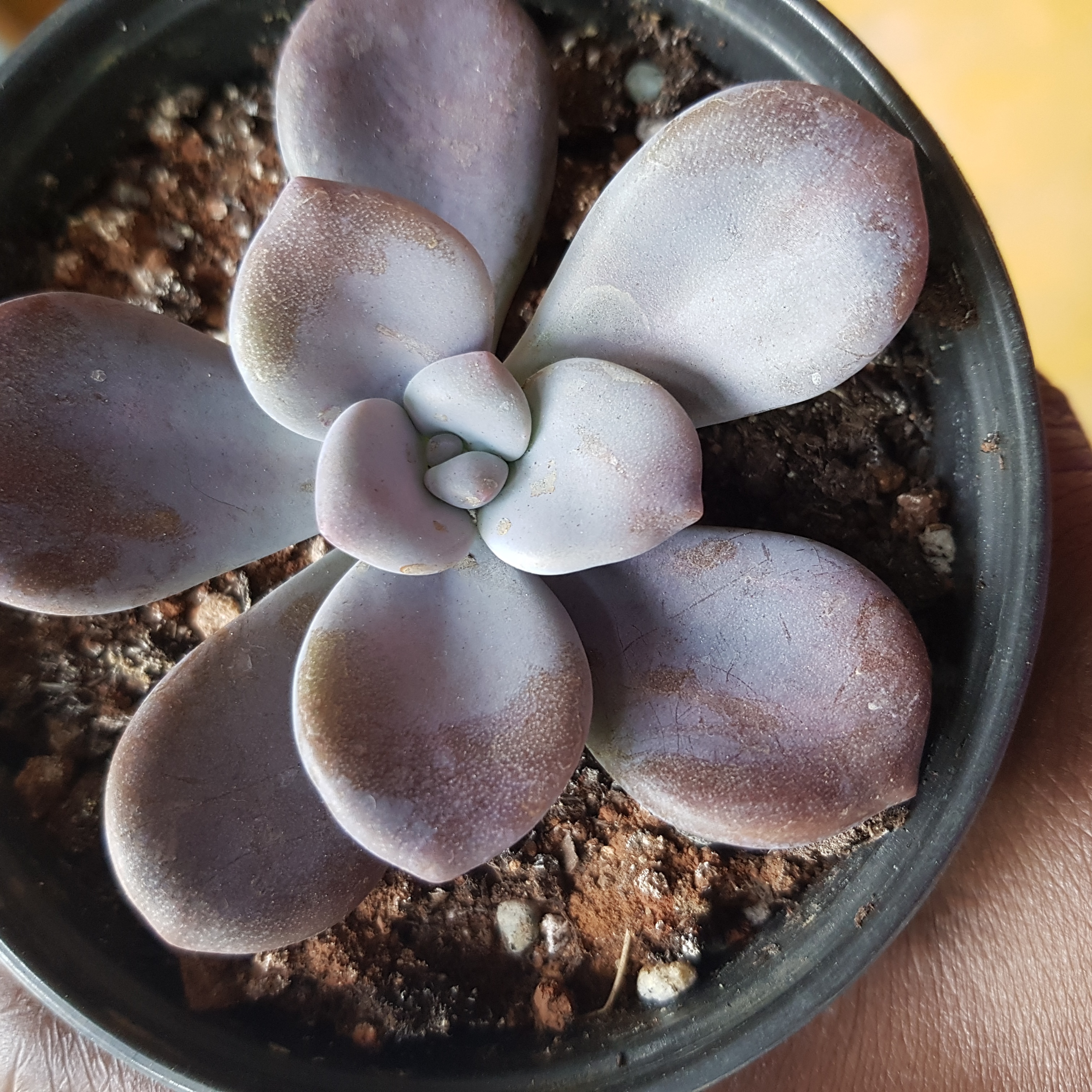 Graptopetalum 'Murasaki' plant with purple-tinged leaves in a small pot, some browning at the tips.