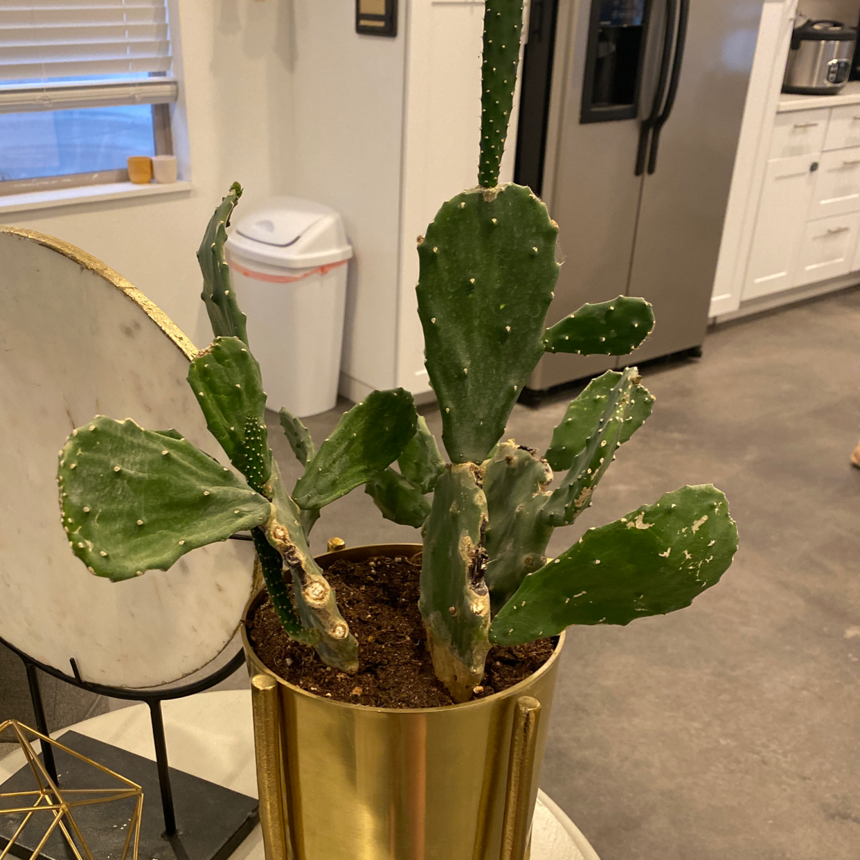 Brazilian Pricklypear plant in a golden pot indoors, with visible soil and healthy green pads.