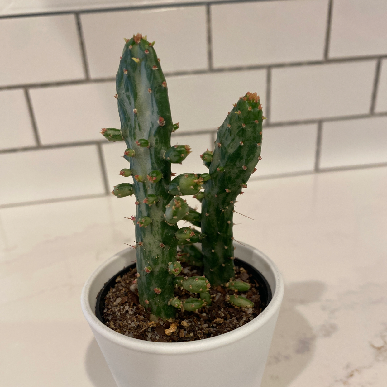Drooping Prickly Pear cactus in a white pot on a white surface with a tiled background.