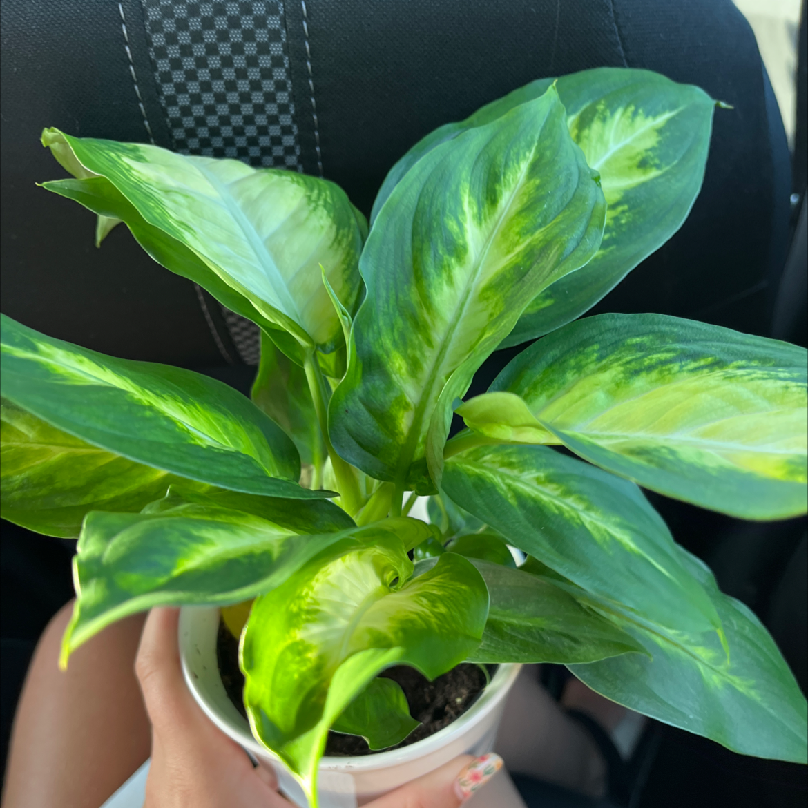 Dieffenbachia 'Compacta' plant with vibrant green leaves in a white pot, held by a hand.