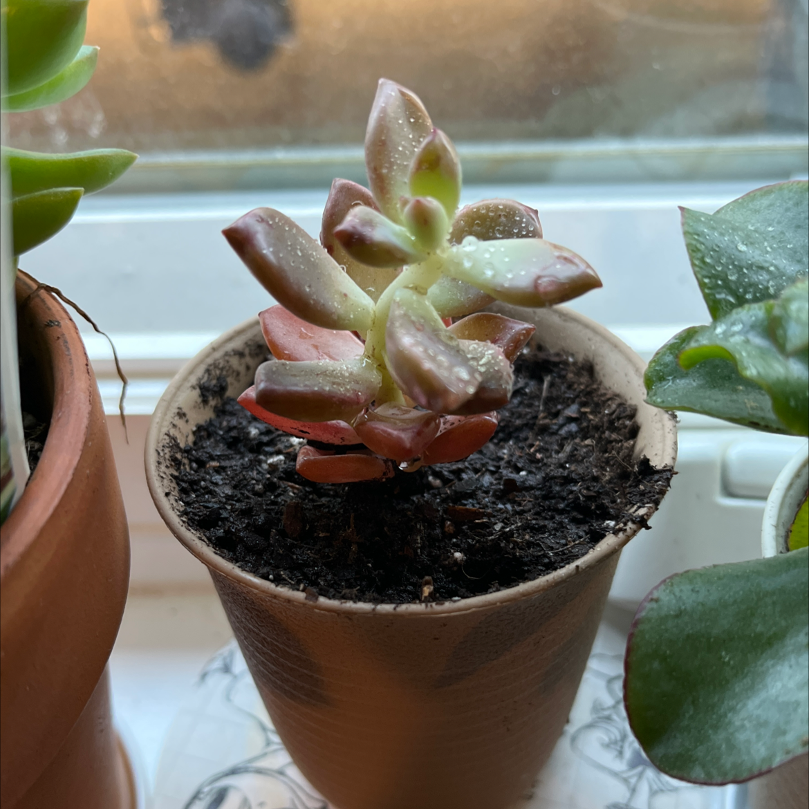 Graptosedum 'Copper Glow' succulent in a pot with visible soil, well-framed and in focus.