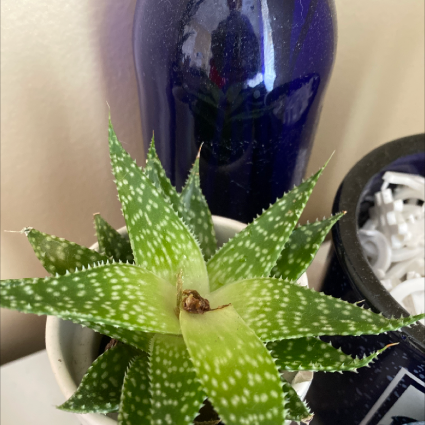 Bredasdorp Gasteria plant in a pot with vibrant green leaves and white spots.