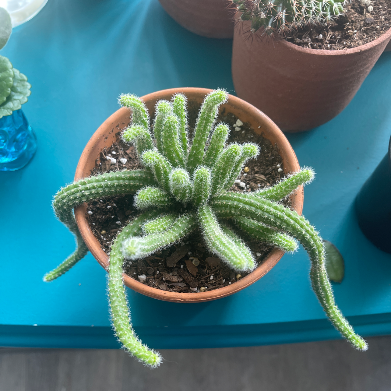 Dog Tail Cactus in a terracotta pot on a blue surface, with visible soil.