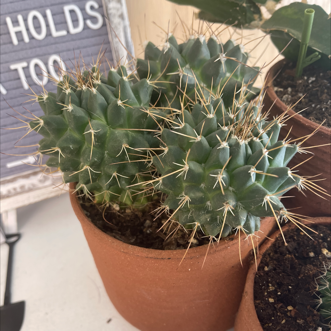 Photo of the plant species Mother of Hundreds by @RechercheBonsai named Your plant on Greg, the plant care app