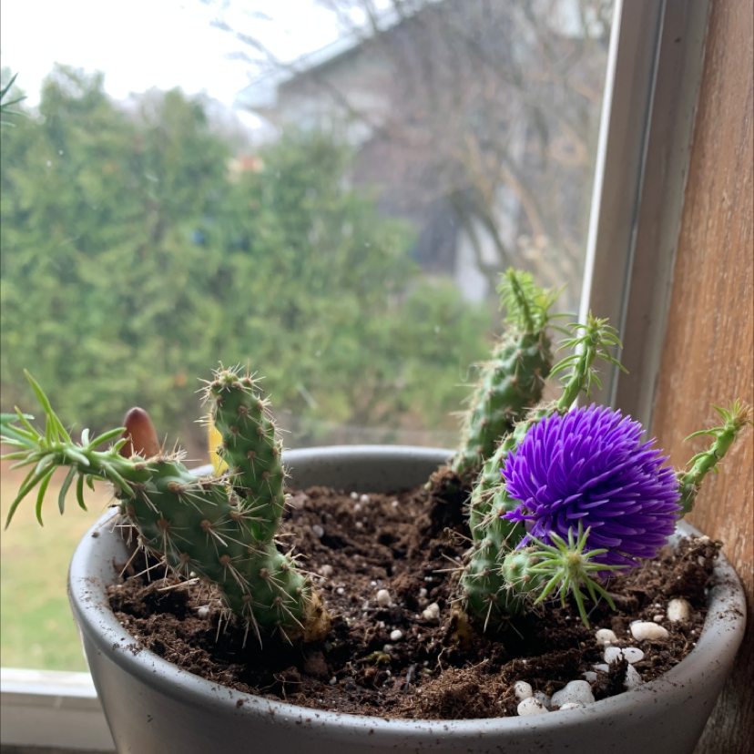 Potted Cane Cholla cactus with a purple flower, healthy and well-framed.