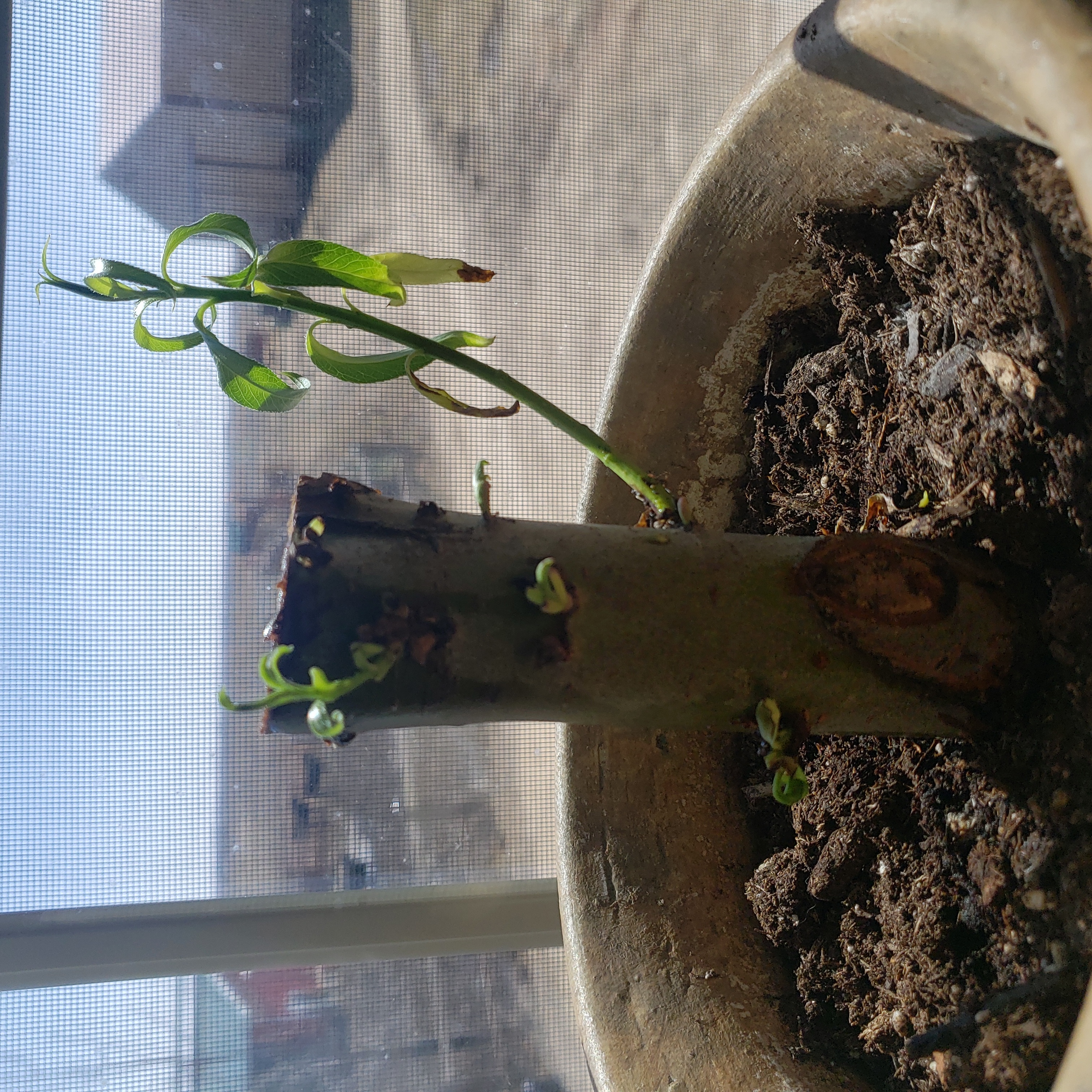Corkscrew Willow plant in a pot with new shoots emerging from a pruned trunk.