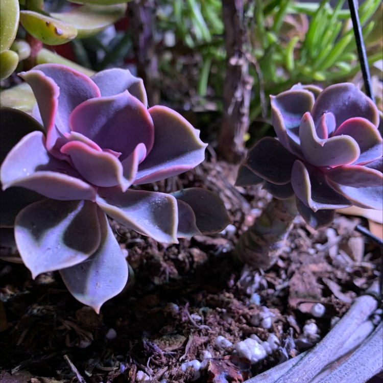 Two Echeveria 'Perle von Nurnberg' plants with healthy leaves and visible soil.