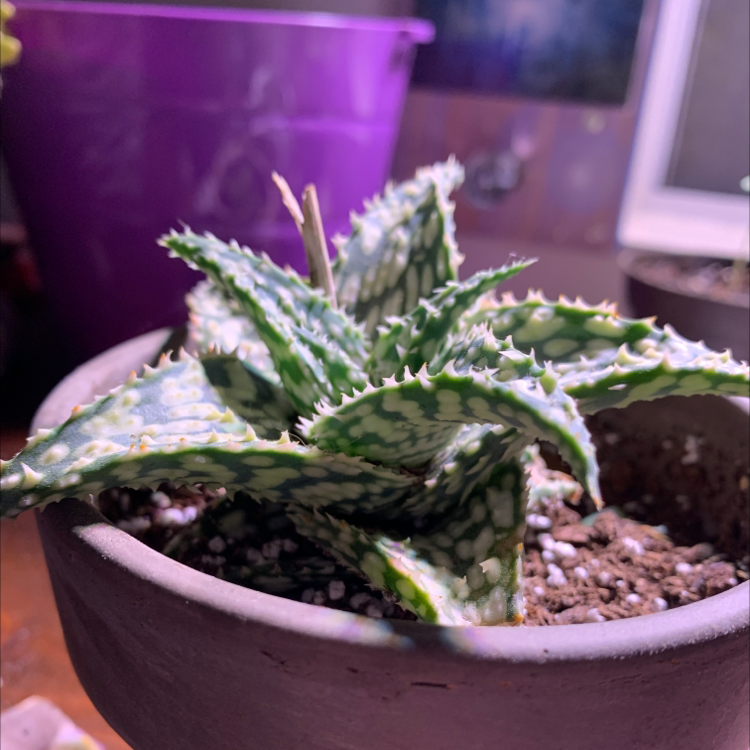Broad-Leaved Aloe plant in a pot with visible soil, well-framed and in focus.