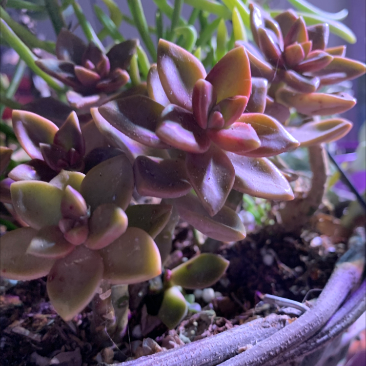 Graptosedum 'Bronze' plant with multiple rosettes, healthy appearance, visible soil.